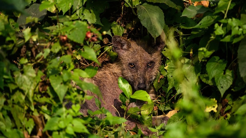 A sick golden jackal (Canis aureus) peeking out from the jungle in Tehatta, West Bengal, India